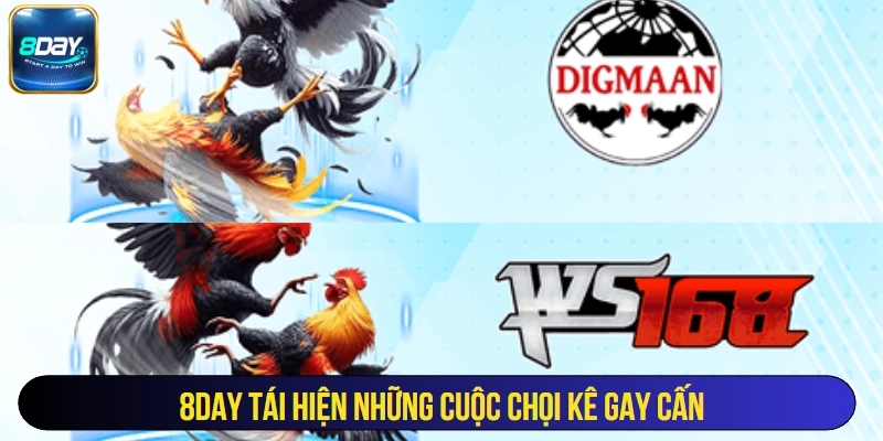 8Day tái hiện những cuộc chọi kê gay cấn